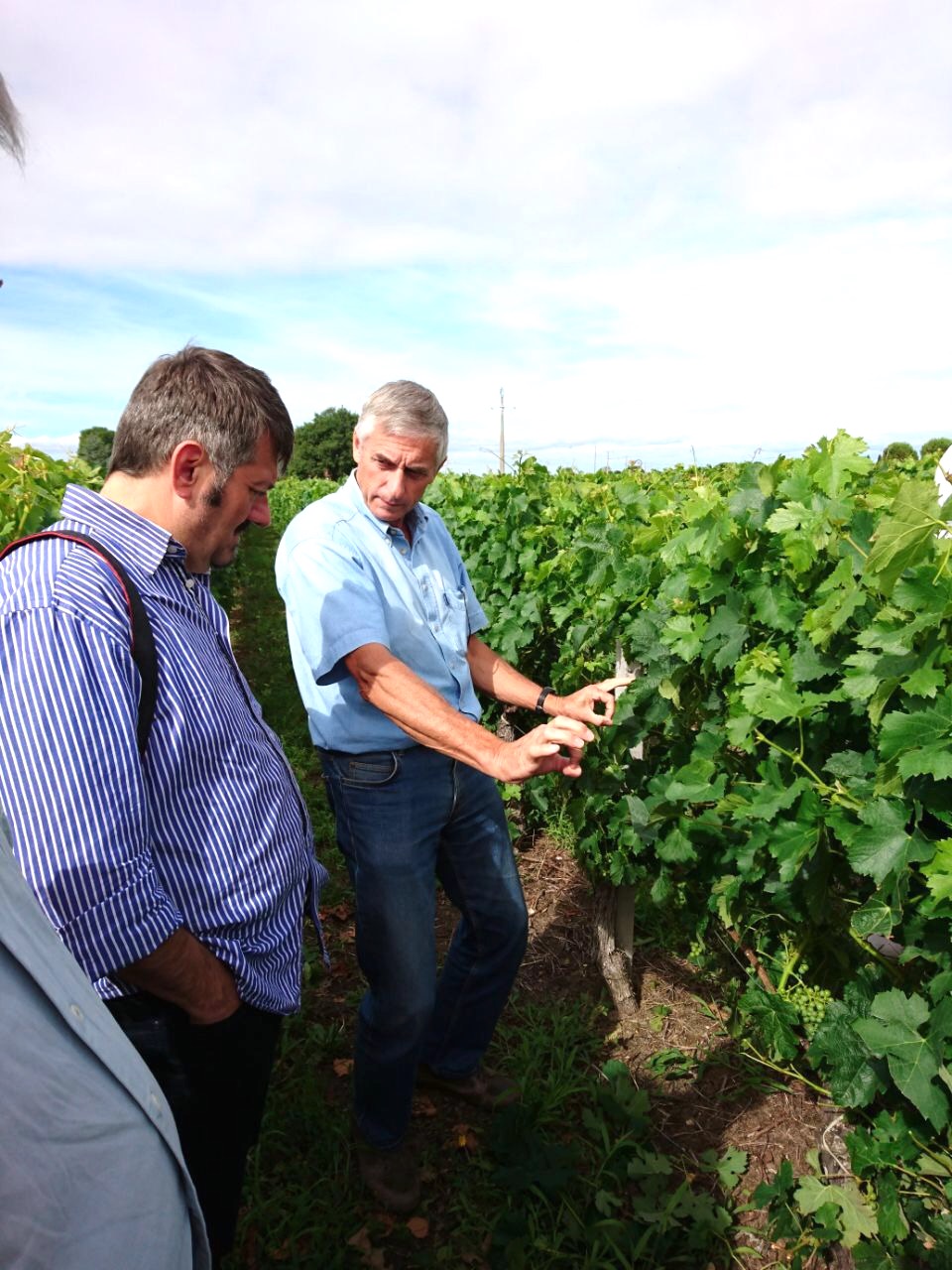 Château le Temple Cru Bourgeois Médoc Hors classe 2014 – Bild 2